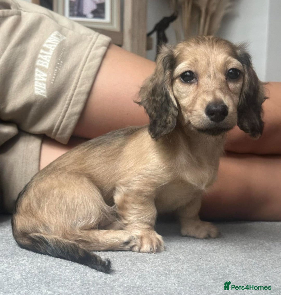 Miniature Dachshund dogs for sale: 🐾Miniature Longhaired Dachshund puppies.KC reg🐾  - Image 2