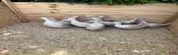 Ducks poultry for sale: Cherry valley young females - Advert 2