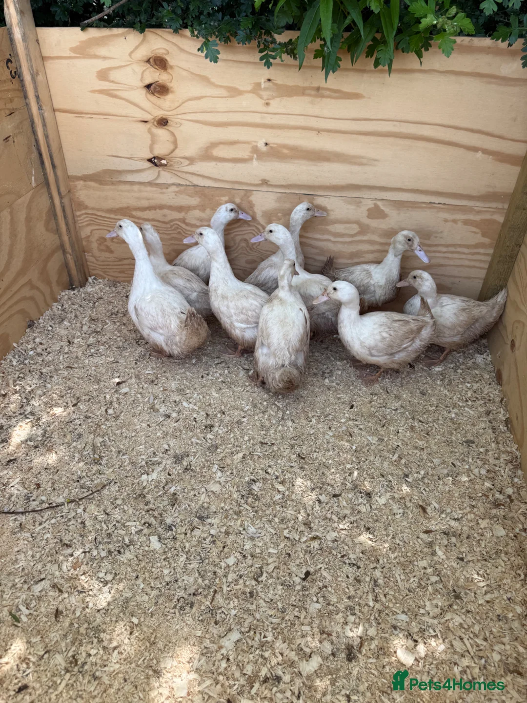 Ducks poultry for sale: Cherry valley young females - Advert 2