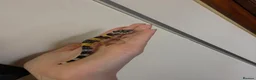 Leopard Gecko reptiles for sale: Baby leopard geckos - Advert 34