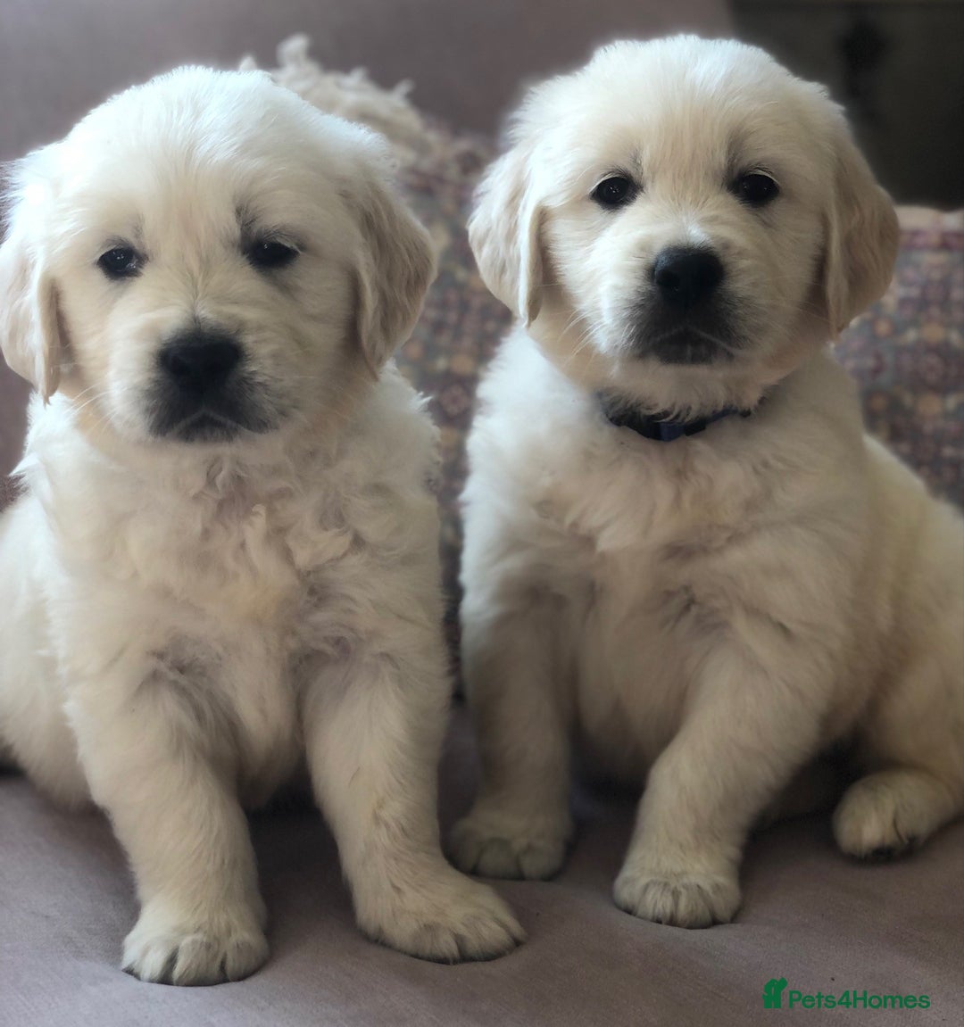 Golden Retriever dogs for sale: Chunky Golden Retriever pups with cream coats - Image 9