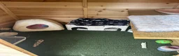 Mini Lop rabbits for sale: Please Read - Female Minilop everything included - Advert 11