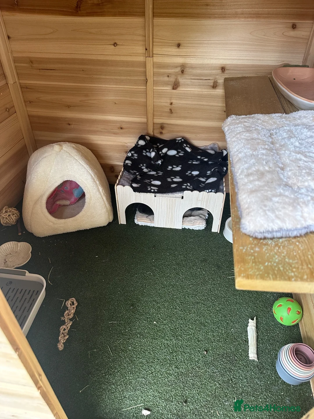Mini Lop rabbits for sale: Please Read - Female Minilop everything included - Advert 11