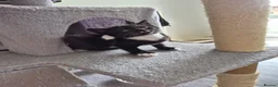 Mixed Breed cats for sale:  male kittens in Dumbarton - Advert 3