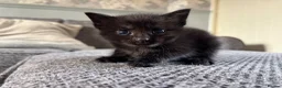 Mixed Breed cats for sale: 🖤💫beautiful black kittens for sale  - Advert 7