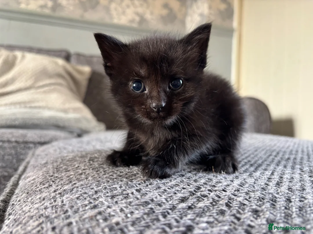 Mixed Breed cats for sale: 🖤💫beautiful black kittens for sale  - Advert 7
