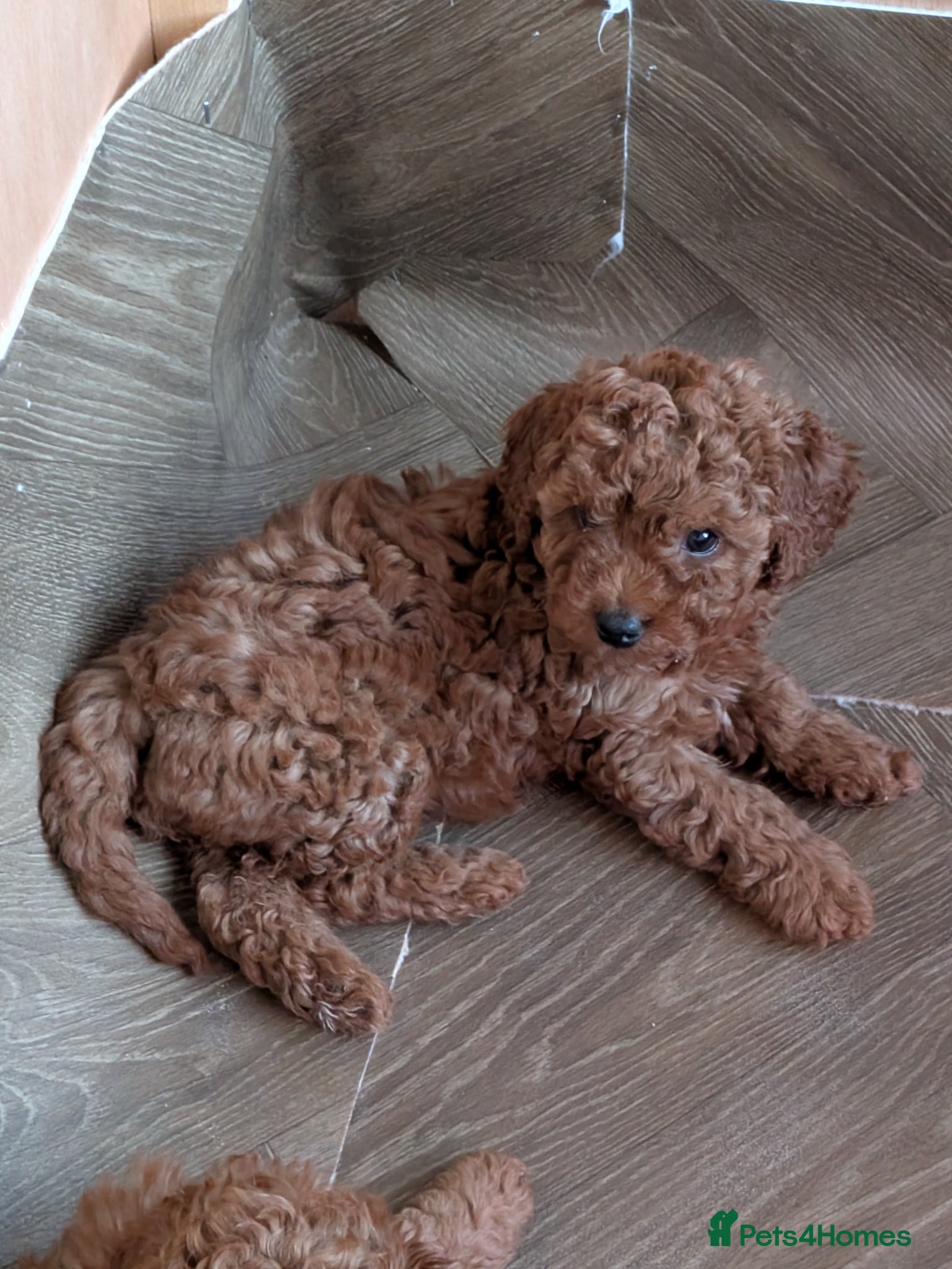 Cavapoo dogs  1 Deep Red Girl Available  - Advert 9