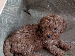 Cavapoo dogs 1 Deep Red Girl Available - Advert 9
