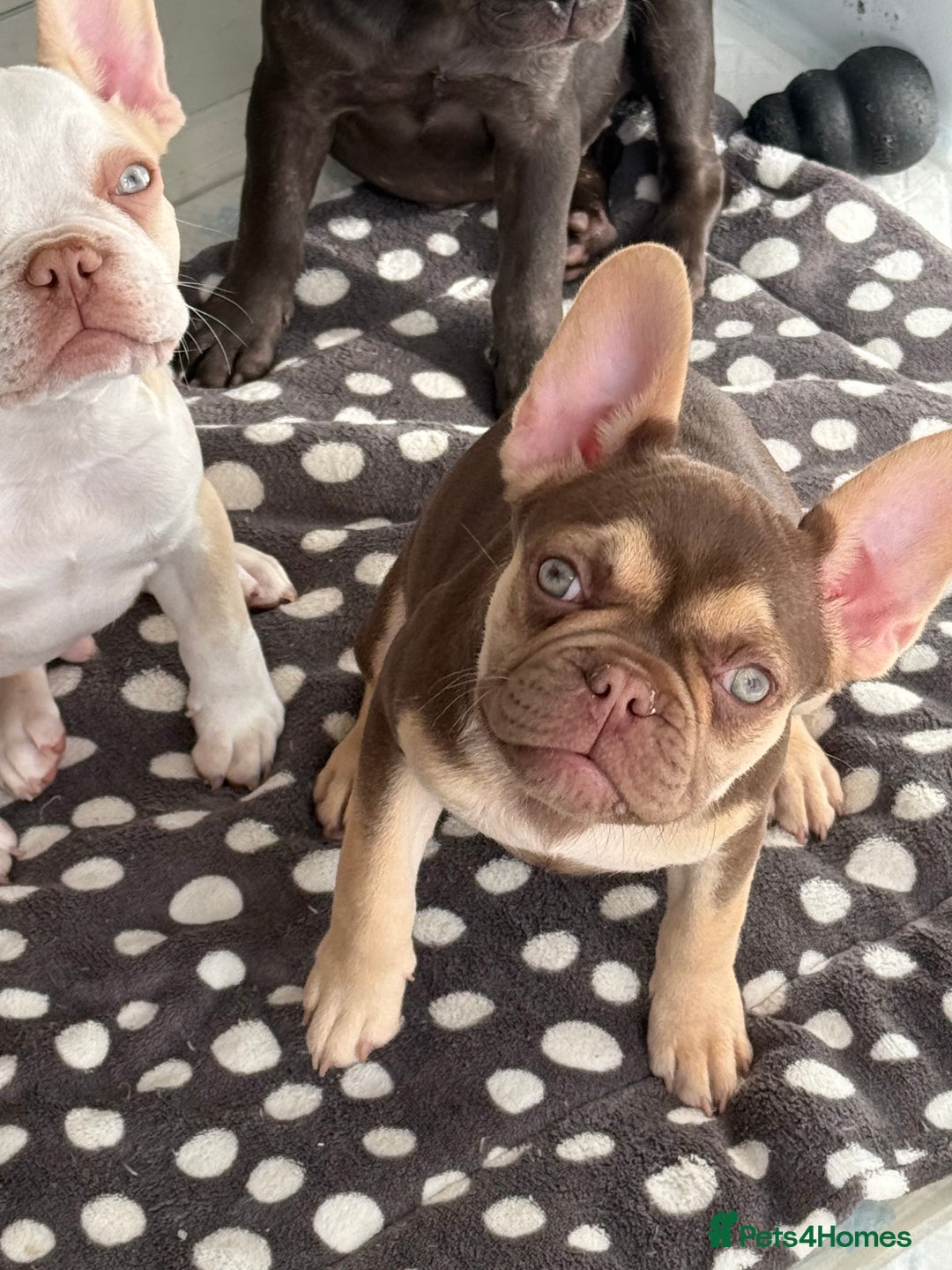 French Bulldog dogs for sale: Miss White X Kastro  - Advert 13