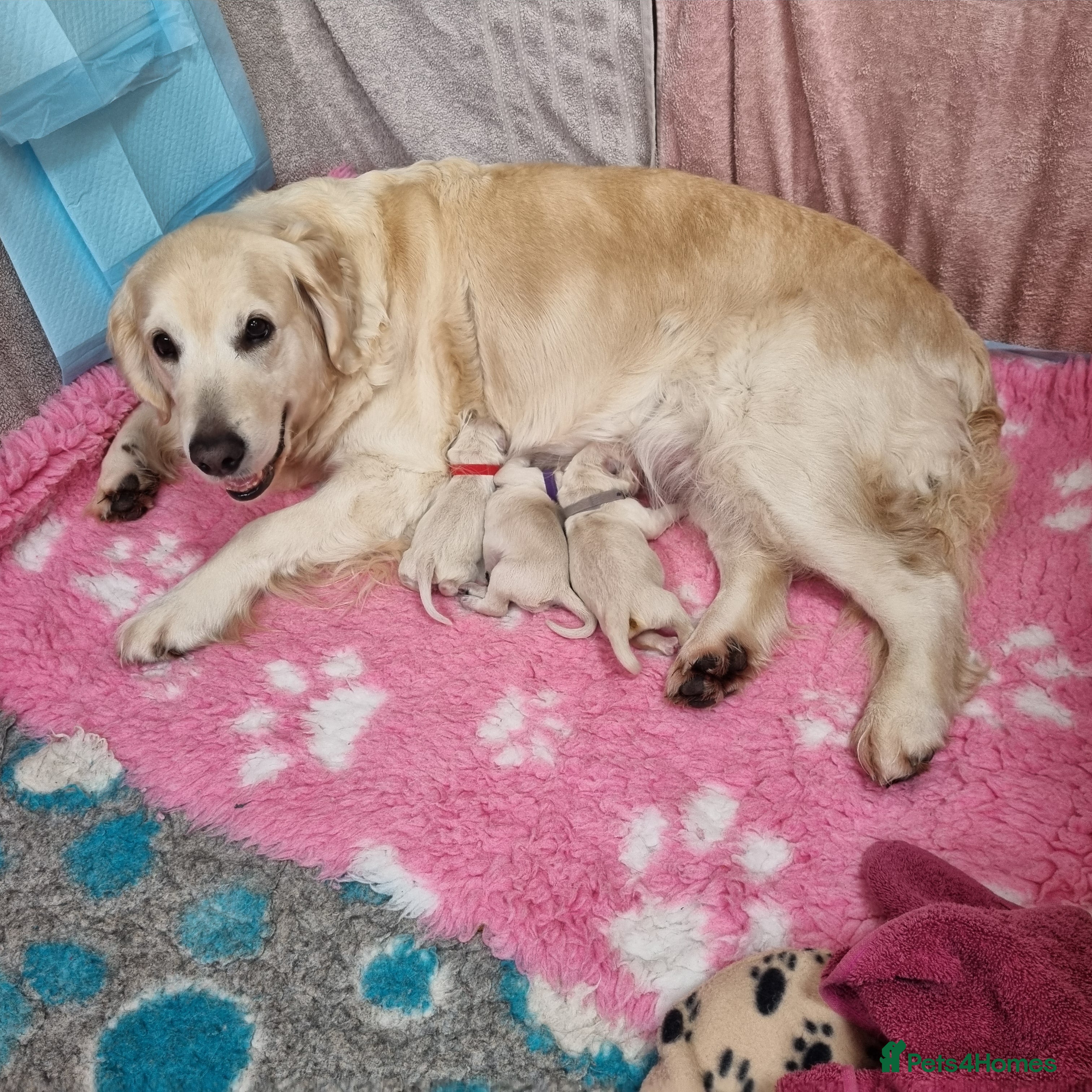 Golden Retriever dogs Golden Retriever Pups-FULLY HEALTH TESTED PARENTS  - Advert 16