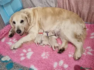 Golden Retriever dogs Golden Retriever Pups-FULLY HEALTH TESTED PARENTS - Advert 16