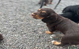 Cocker Spaniel dogs for sale: Stunning KC Reg Working Cocker Spaniels Pups  - Image 6