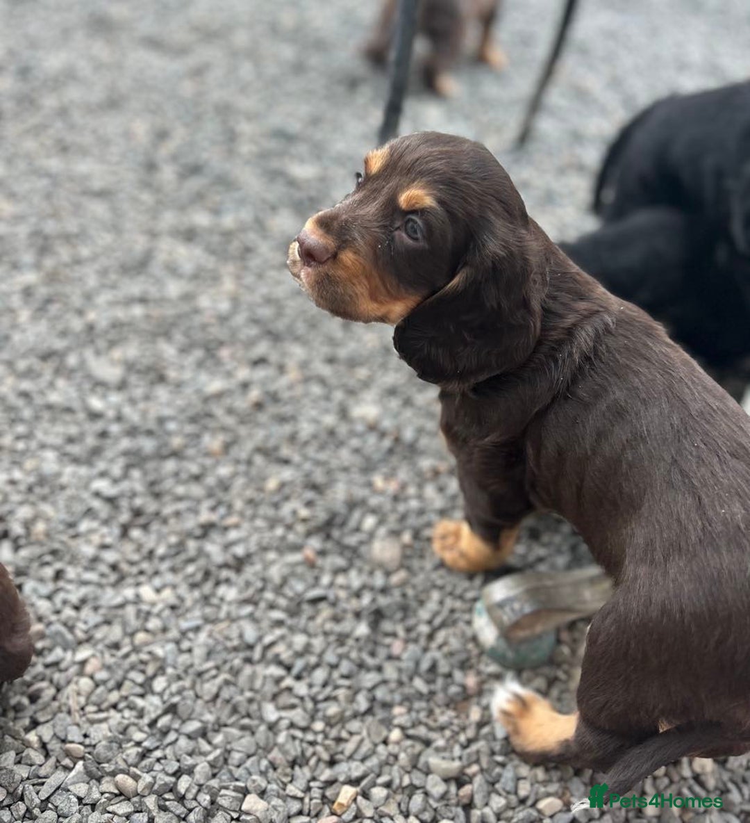 Cocker Spaniel dogs for sale: Stunning KC Reg Working Cocker Spaniels Pups  - Image 6