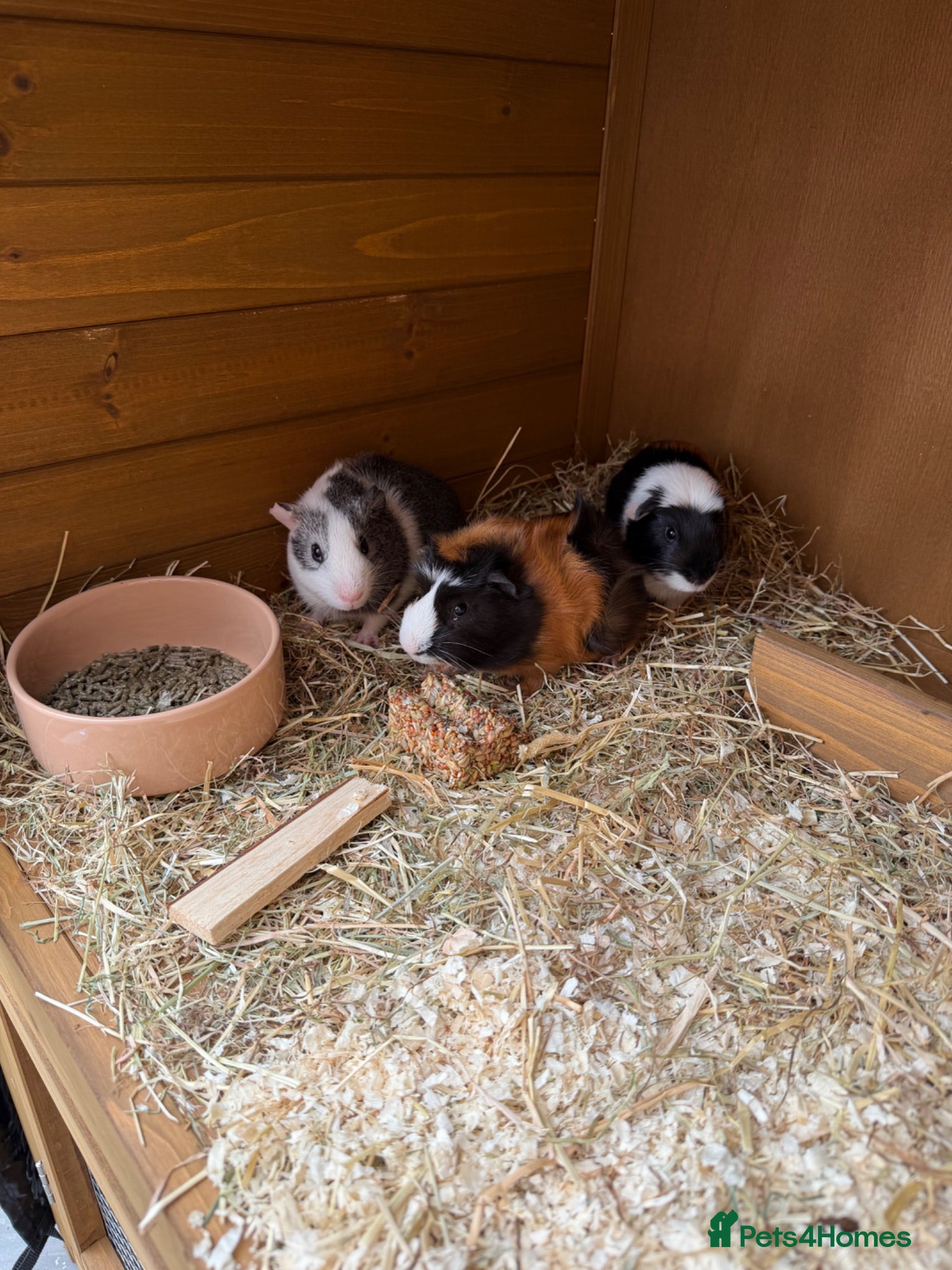Guinea Pig rodents 3 boy guinea pigs for sale & hutch etc  - Advert 1