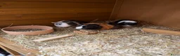 Guinea Pig rodents for sale: 3 boy guinea pigs for sale & hutch etc  - Advert 1
