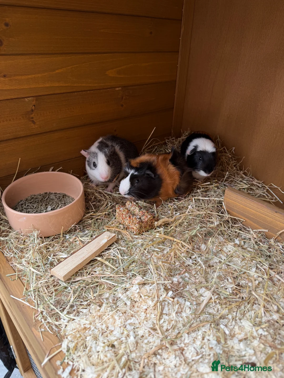 Guinea Pig rodents for sale: 3 boy guinea pigs for sale & hutch etc  - Advert 1