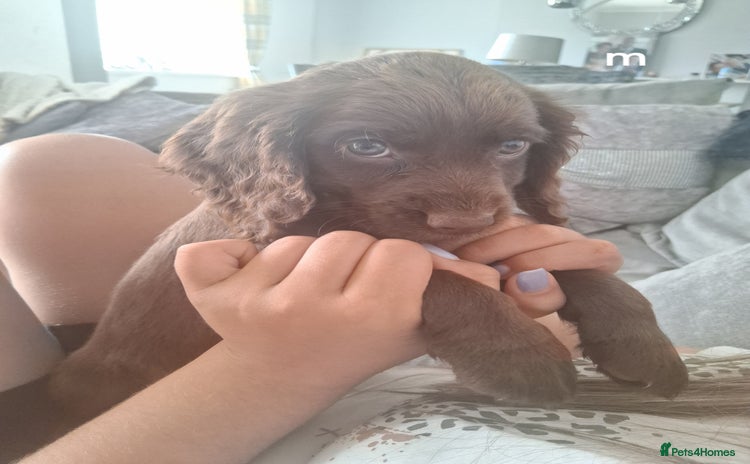Cocker Spaniel dogs - Advert 4
