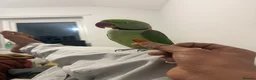 Ringnecks birds for sale: Pretty parrot alexandrine  - Advert 5