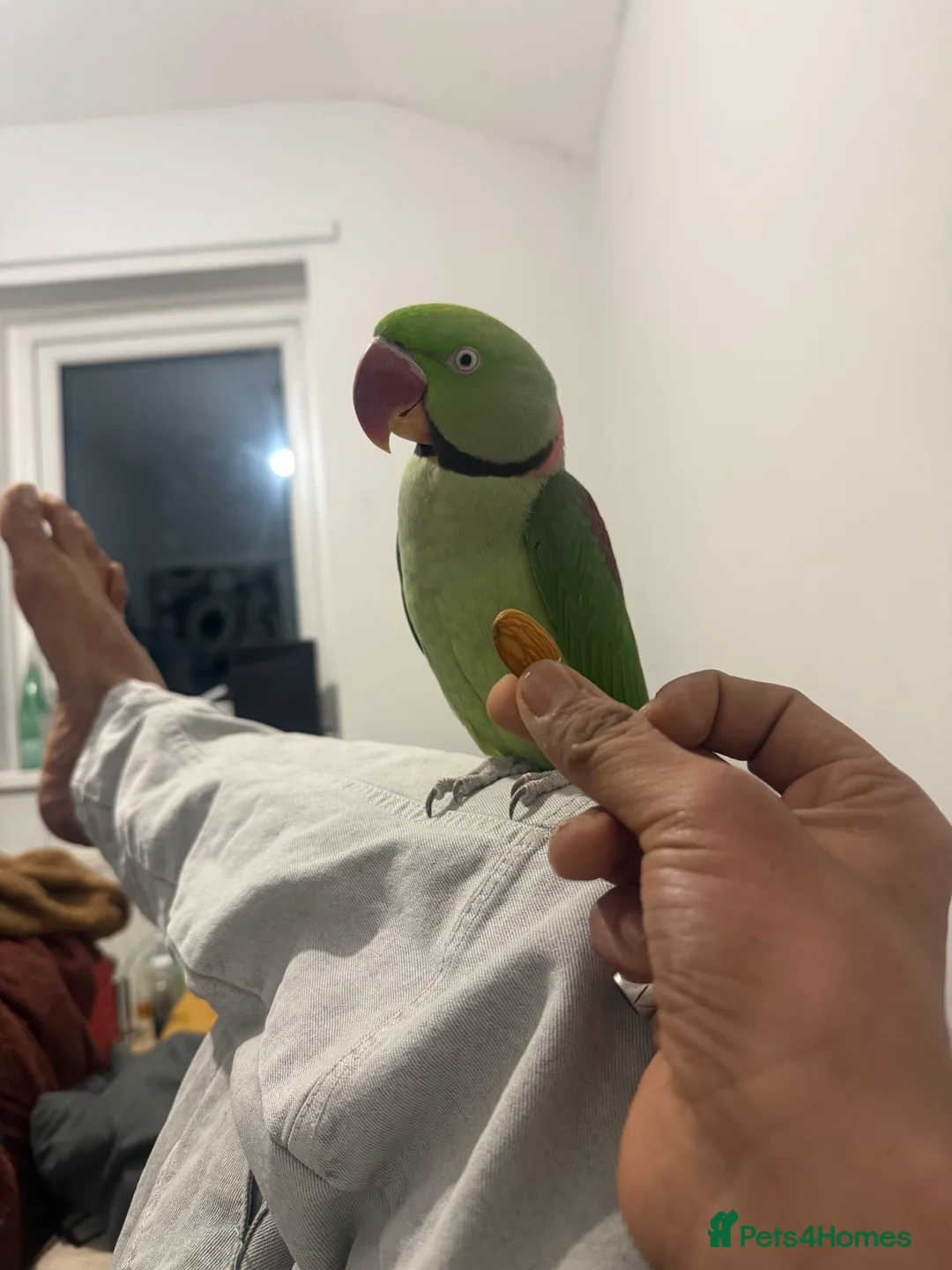 Ringnecks birds for sale: Pretty parrot alexandrine  - Advert 5