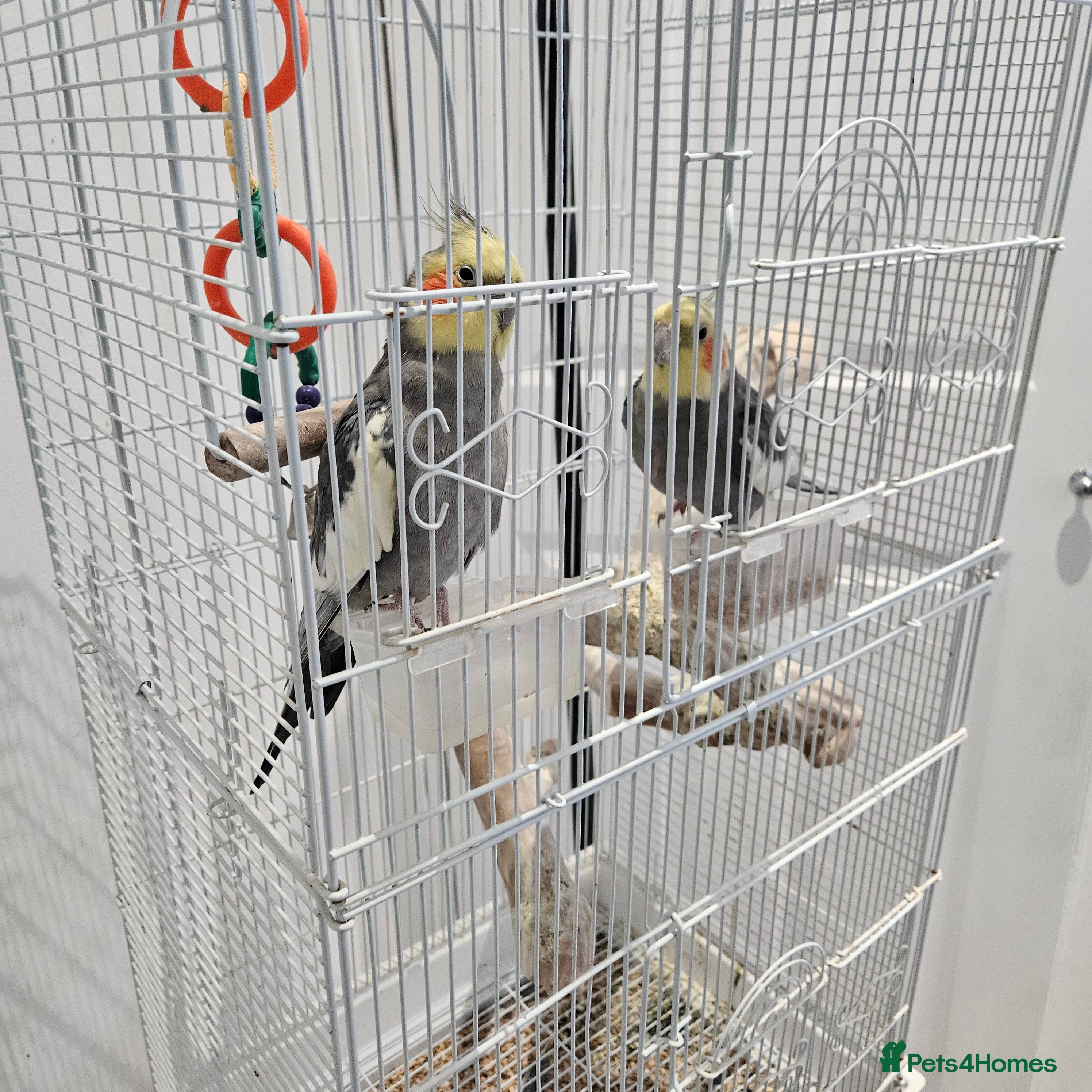 Cockatiels birds Two lovely cocktails  - Advert 1