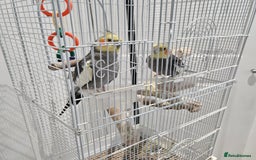 Cockatiels birds for sale: Two lovely cocktails  - Image 1