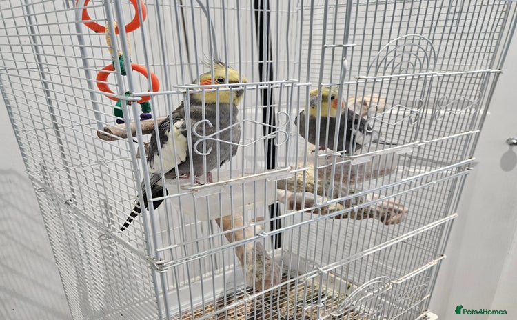Cockatiels birds - Advert 1