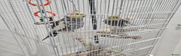 Cockatiels birds for sale: Two lovely cocktails  - Advert 1