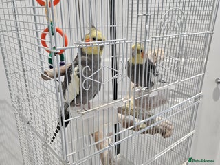 Cockatiels birds - Advert 1