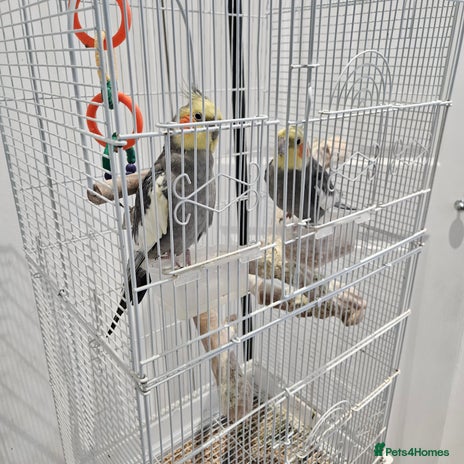Cockatiels birds - Advert 1