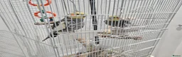 Cockatiels birds for sale: Two lovely cocktails  - Advert 1