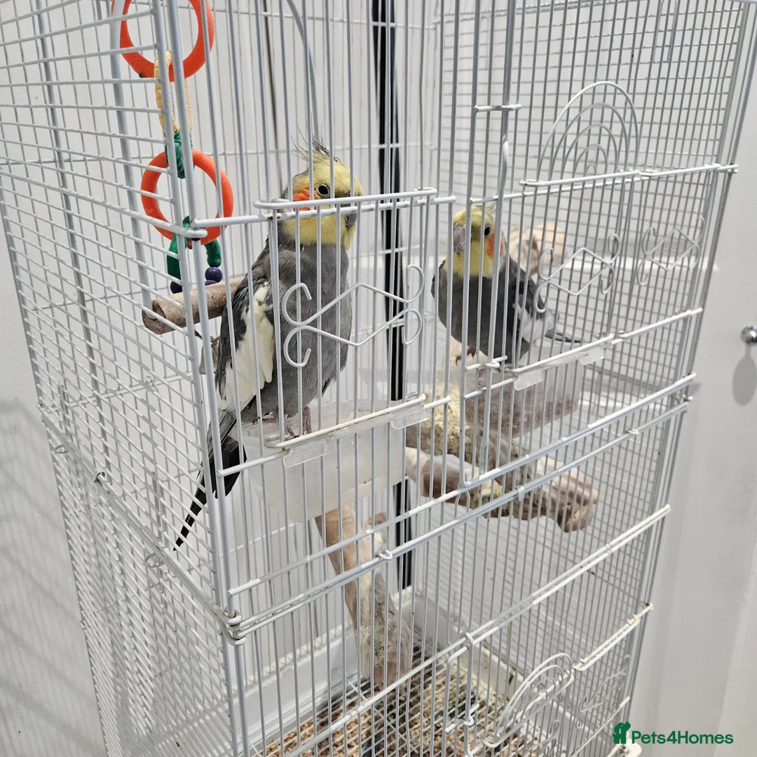 Cockatiels birds for sale: Two lovely cocktails  - Advert 1