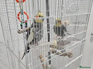 Cockatiels birds Two lovely cocktails - Advert 4