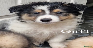 Mixed Breed dogs - Advert 4