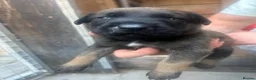Mixed Breed dogs for sale: Dutch Herder top working lines - Advert 13