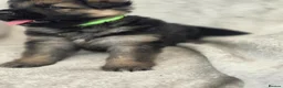 German Shepherd dogs for sale: German shepherd pups - Advert 11