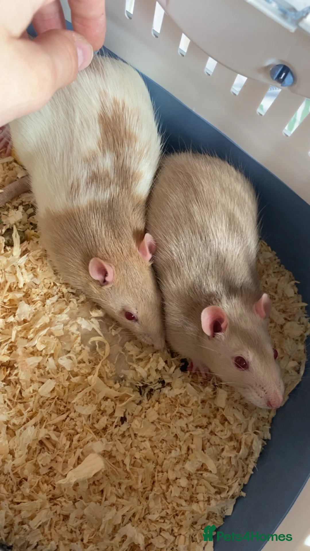 Rat rodents for sale: two friendly male rats + cage for sale - Advert 1