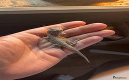 Bearded Dragon reptiles for sale: Bearded dragon and full set up - Advert 6