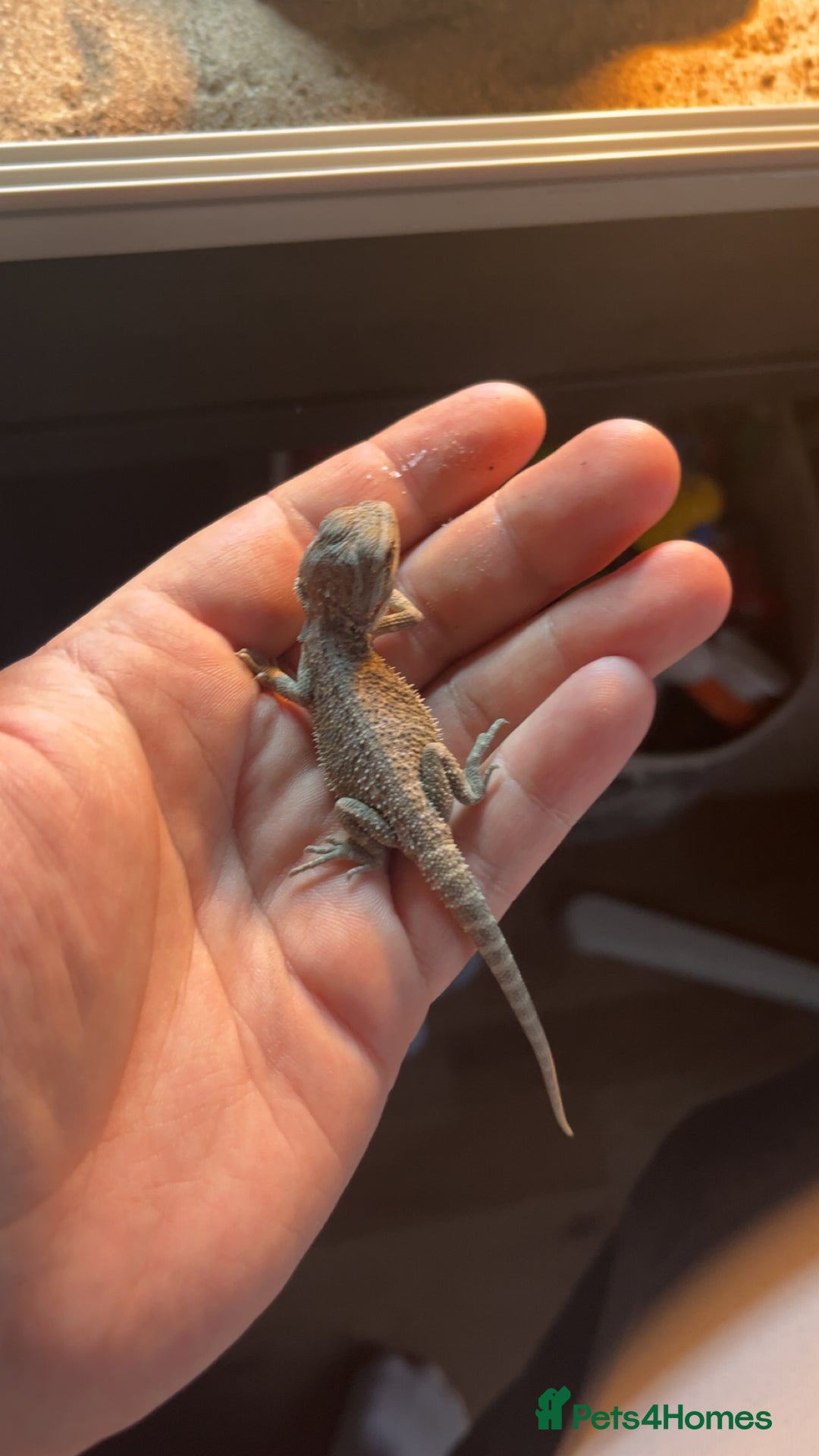 Bearded Dragon reptiles for sale: Bearded dragon and full set up - Advert 6
