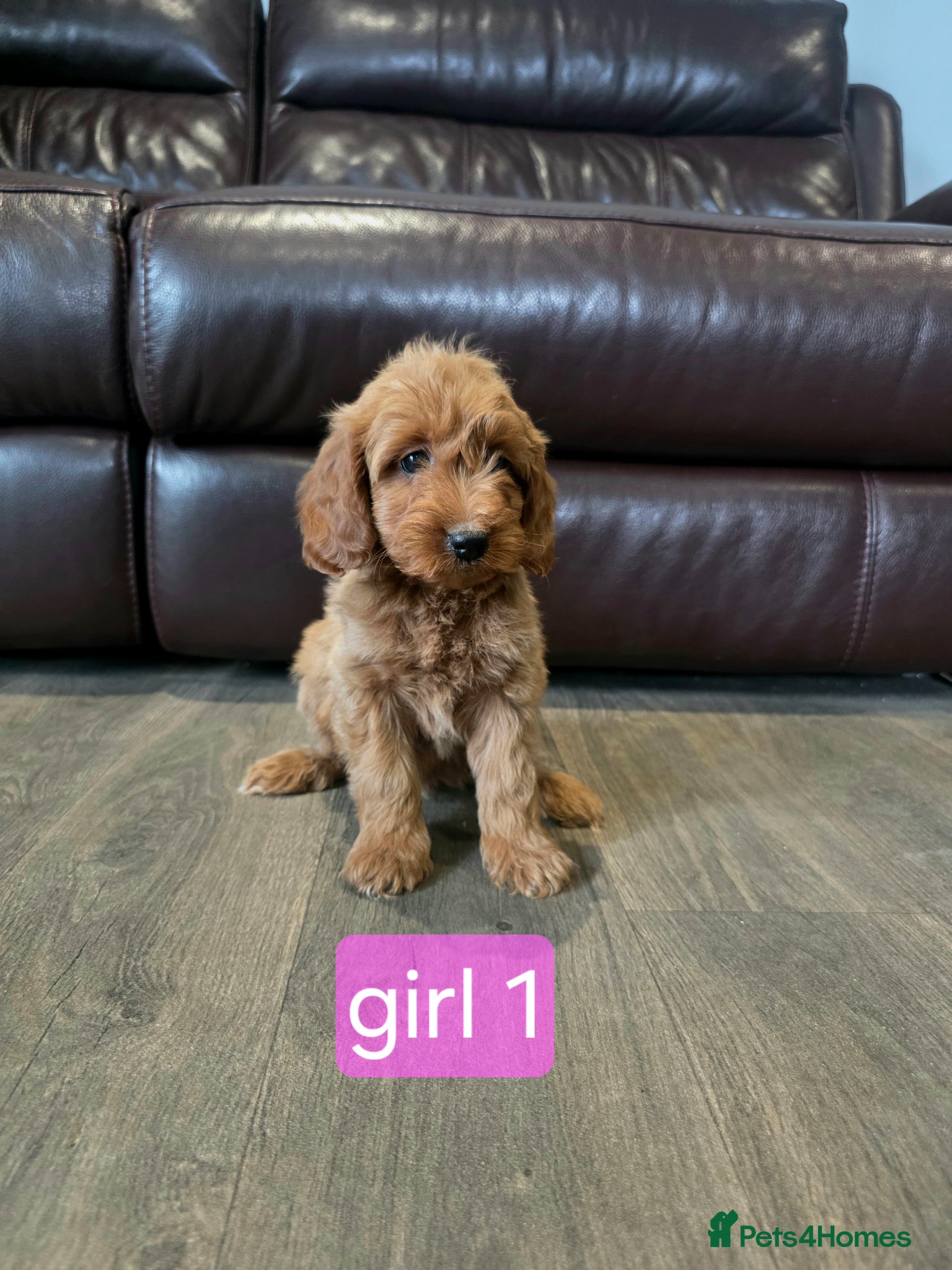 Cockapoo dogs for sale: Adorable F1 Cockapoo pups ♥️🐕🐾 - Advert 1