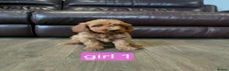 Cockapoo dogs for sale: Adorable F1 Cockapoo pups ♥️🐕🐾 in Bury Saint Edmunds - Advert 1