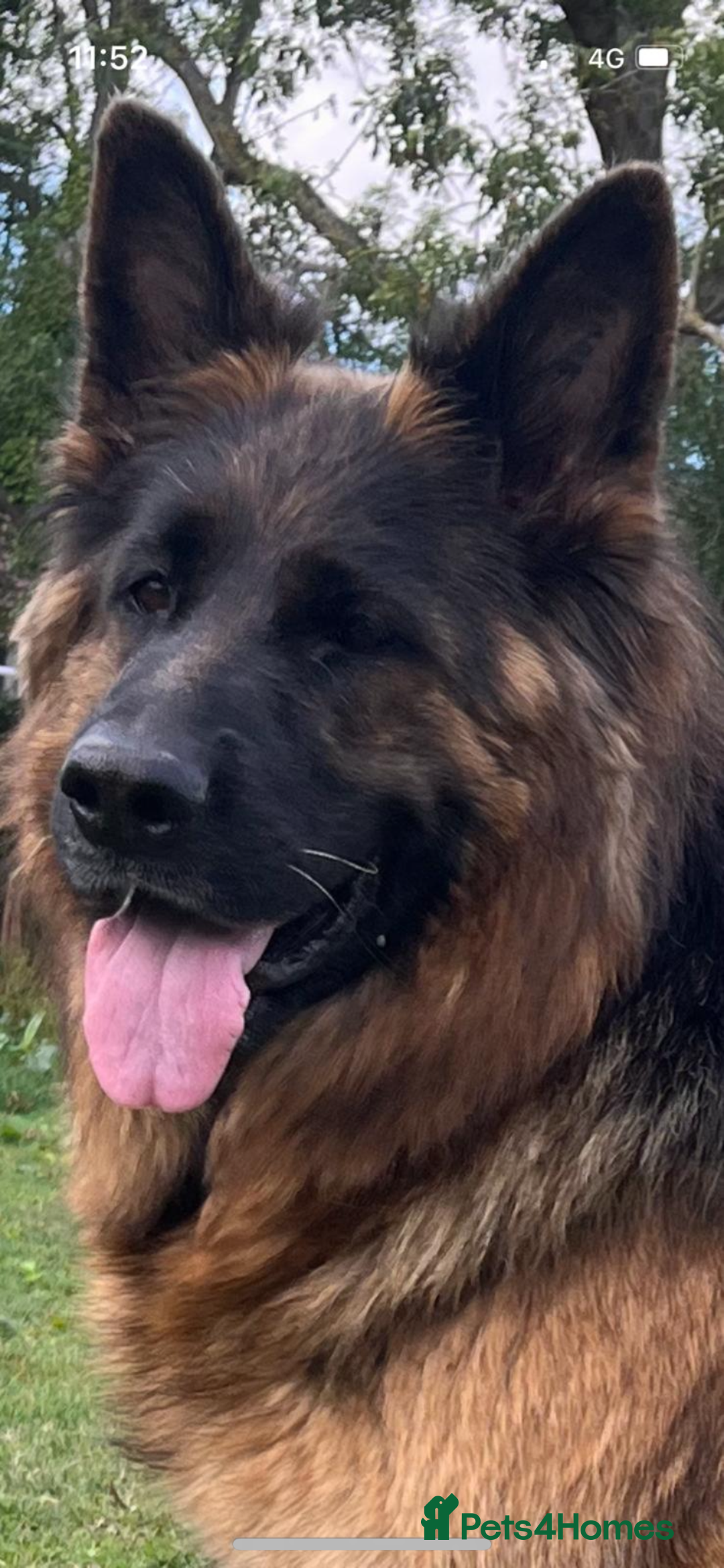 German Shepherd dogs for sale: Stunning Pedigree German Shepherd Puppies - Image 29