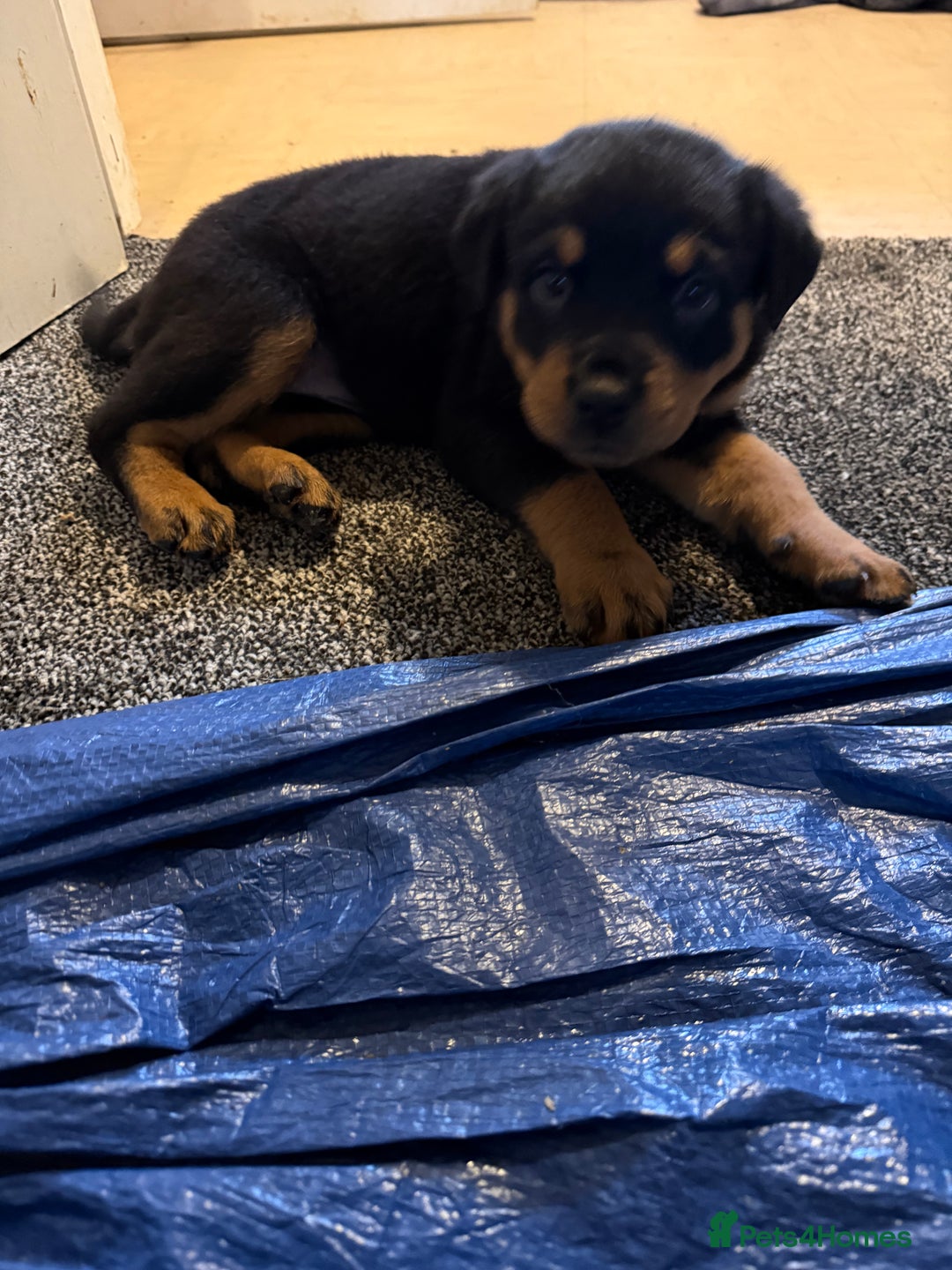 Mixed Breed dogs for sale: Beautiful chunky 3/4 Rottweiler 1/4 sharpei pups  - Advert 22