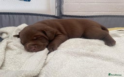 Labrador Retriever dogs for sale: 1 stunning boy left  - Image 4