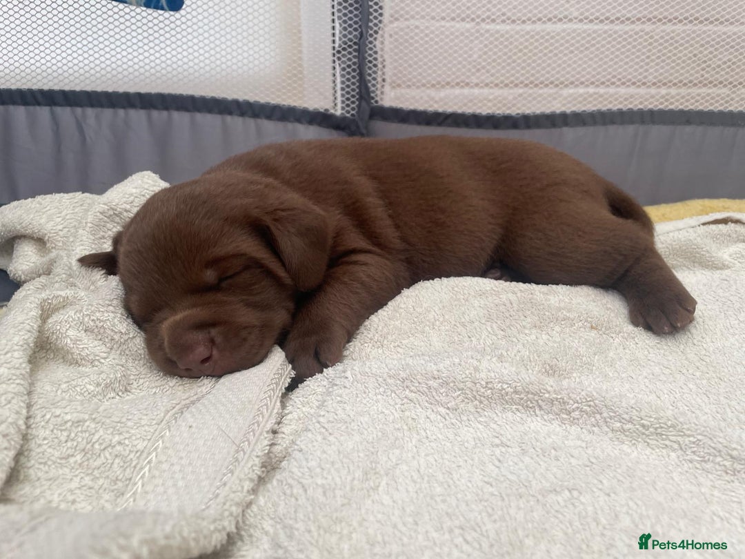Labrador Retriever dogs for sale: 1 stunning boy left  - Image 4