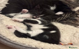 Mixed Breed cats for sale: Black and white Kitten Looking for Forever Home - Image 1