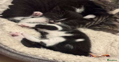 Mixed Breed cats - Advert 4