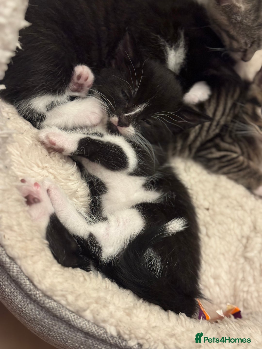 Mixed Breed cats for sale: Black and white Kitten Looking for Forever Home - Image 1