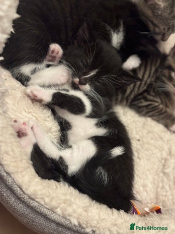 Mixed Breed cats - Advert 5