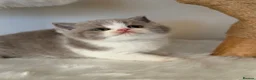 British Shorthair cats for sale: Pure Pedigree Registered British Shorthairs - Advert 13