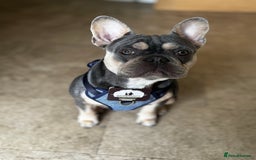 French Bulldog dogs for sale: French Bulldog for sale to a loving home  - Image 3